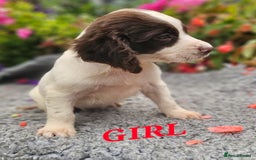 English Springer Spaniel dogs for sale: QUALITY WORKING ESS PUPS - Image 13