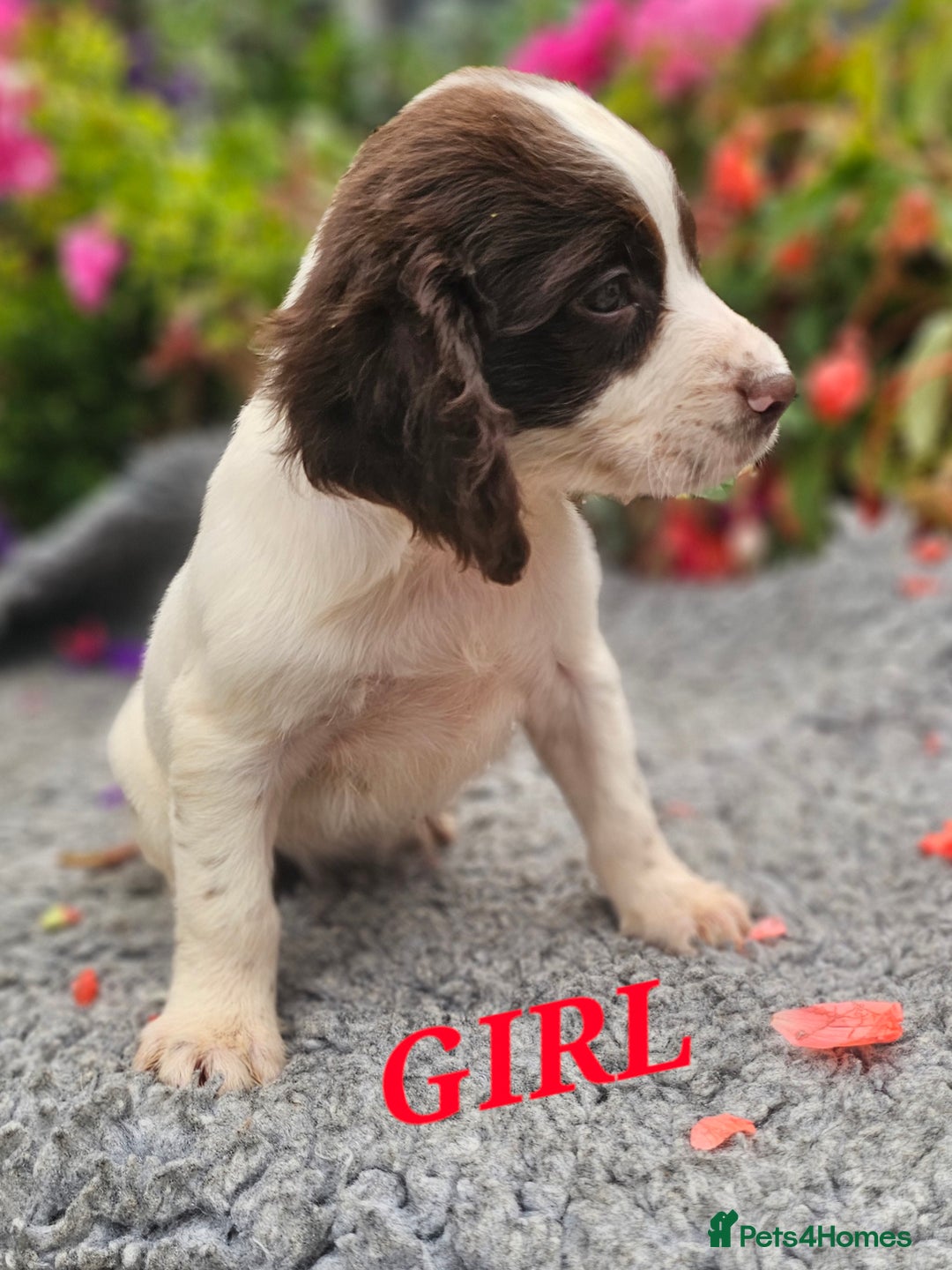 English Springer Spaniel dogs for sale: QUALITY WORKING ESS PUPS - Image 13