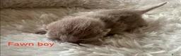 British Shorthair cats for sale: British Shorthair kittens  - Advert 7