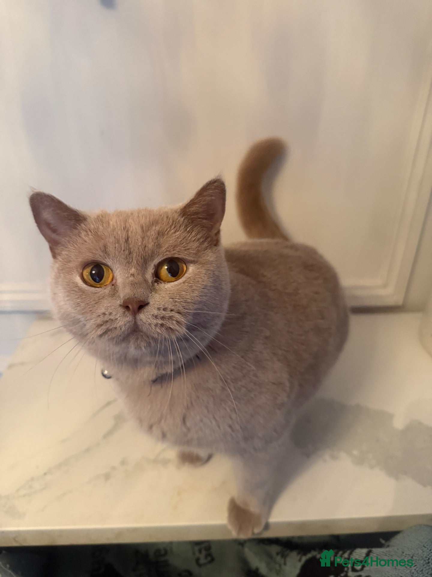British Shorthair cats GCCF ACTIVE Championship lilac British shorthair  - Advert 2