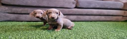 Miniature Dachshund dogs for sale: MINIATURE DACHSHUNDS PUPPIES  - Advert 13