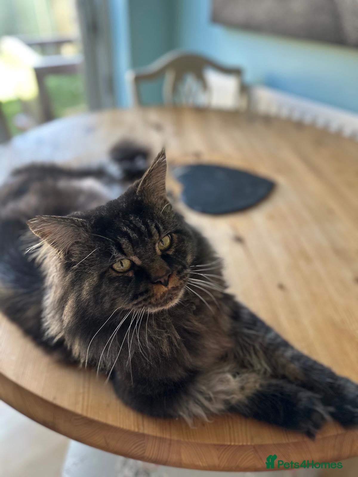 Maine Coon cats Mainecoon Kittens, ready 08/28! - Advert 2