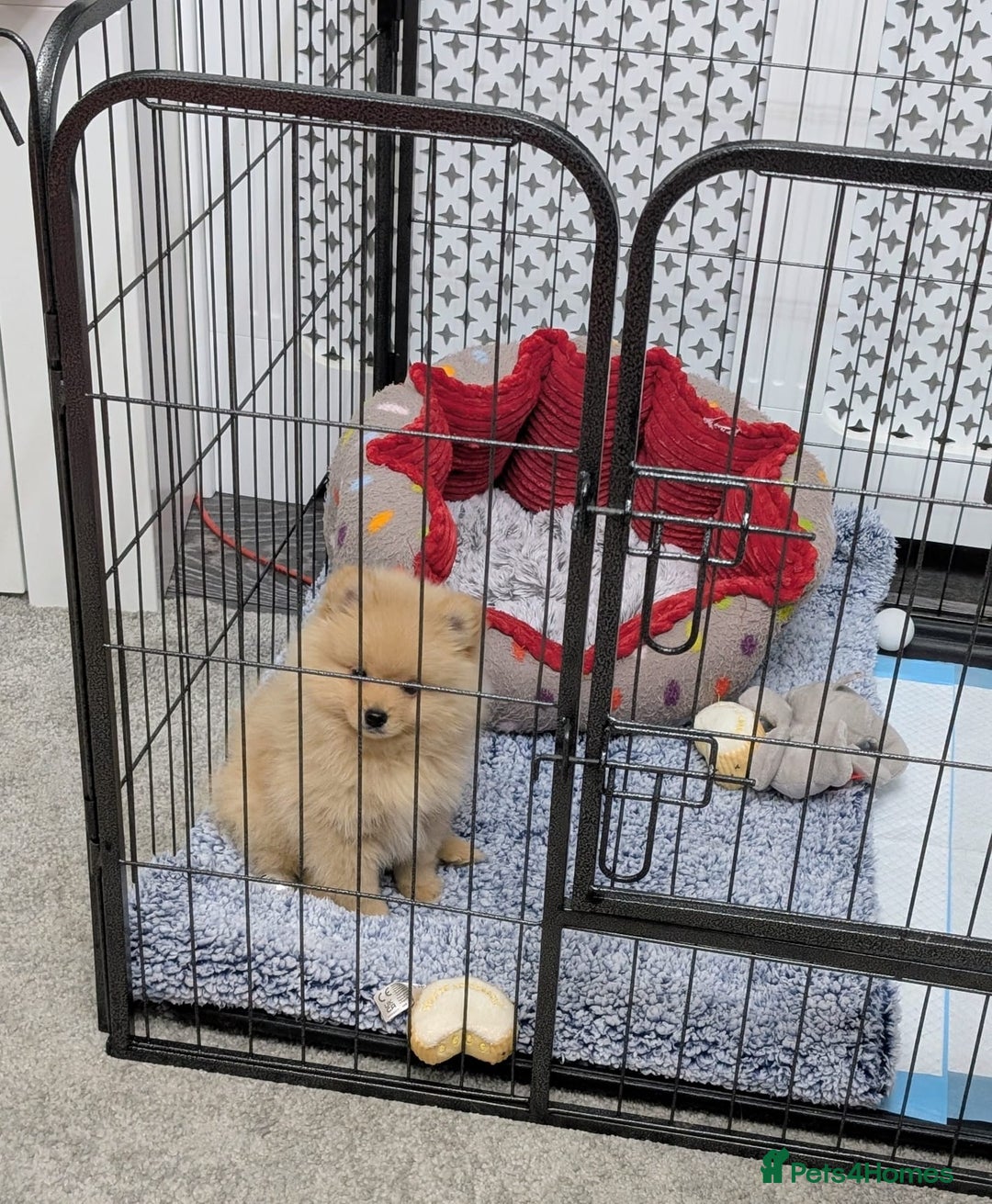 Mixed Breed dogs for sale: Pomeranian x Spitz puppy  - Advert 6