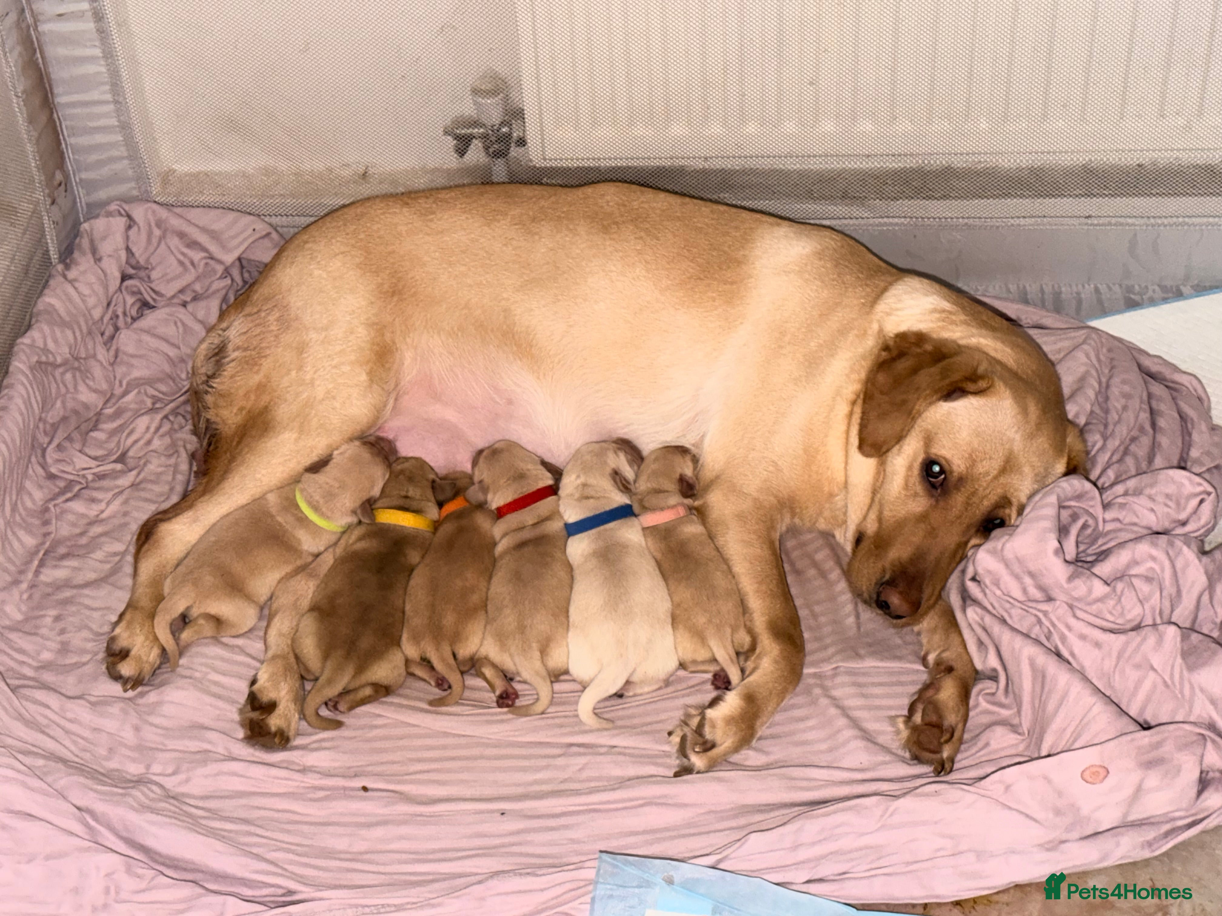 Labrador Retriever dogs 4 Handsome Labrador Boys  - Advert 9