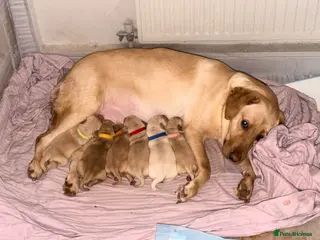 Labrador Retriever dogs 4 Handsome Labrador Boys - Advert 9