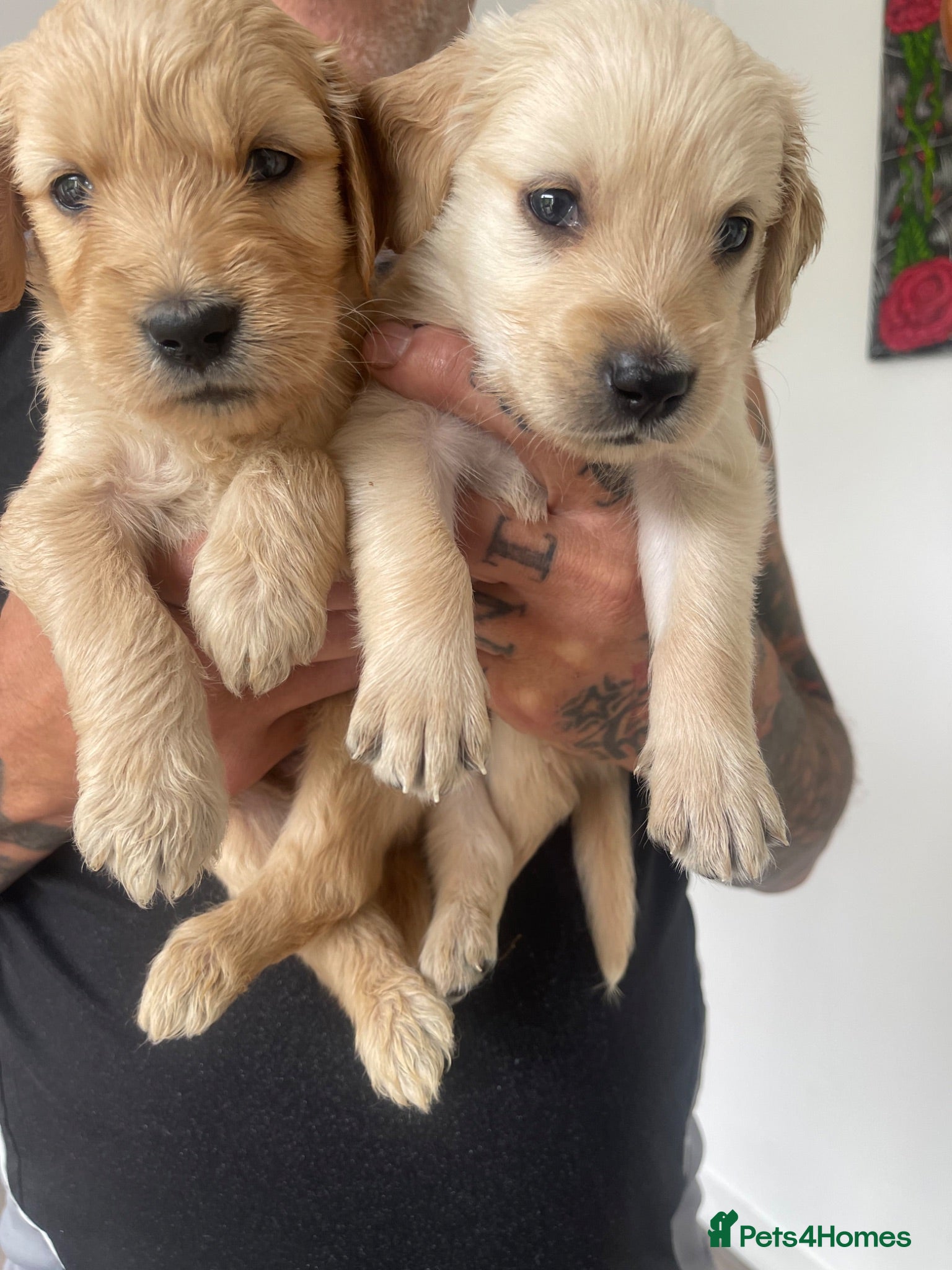 Goldendoodle dogs Beautiful strong puppy’s  - Advert 18