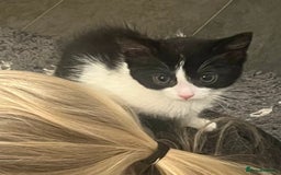 Mixed Breed cats for sale: Beautiful female kitten  - Image 7