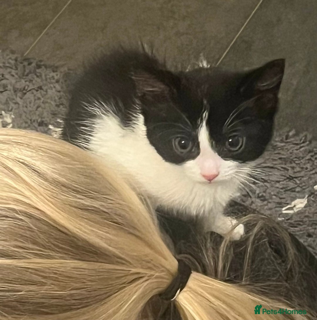 Mixed Breed cats for sale: Beautiful female kitten  - Image 7