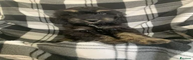 Cockapoo 1