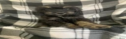 Cockapoo dogs for sale: Beautiful F1 cockerpoo READY NOW, 3 LEFT  - Advert 9