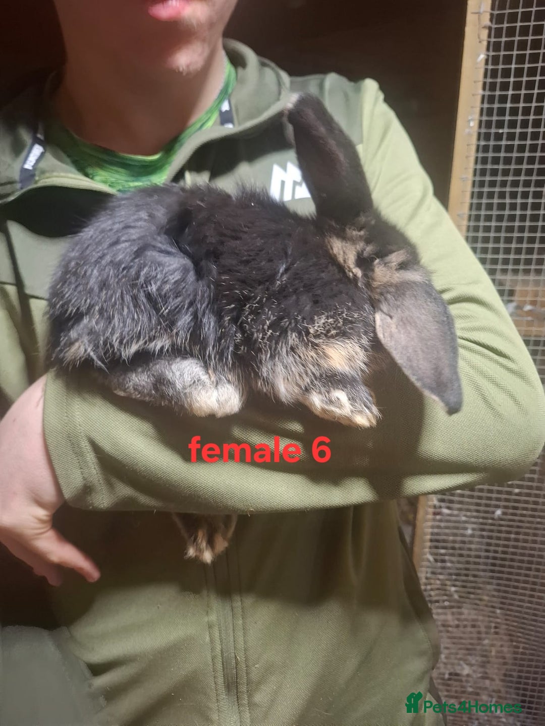 Mixed Breed rabbits for sale: 10 mixed breed rabbits  - Advert 16