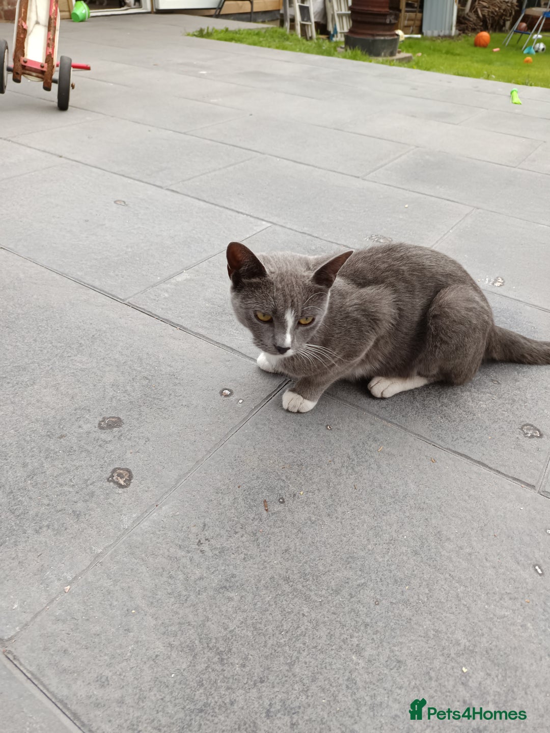 Mixed Breed cats for sale: The cat is ready for a new owner. - Image 3