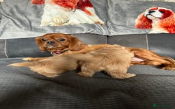 Cava Tzu dogs for sale: Shitalier  - Image 1