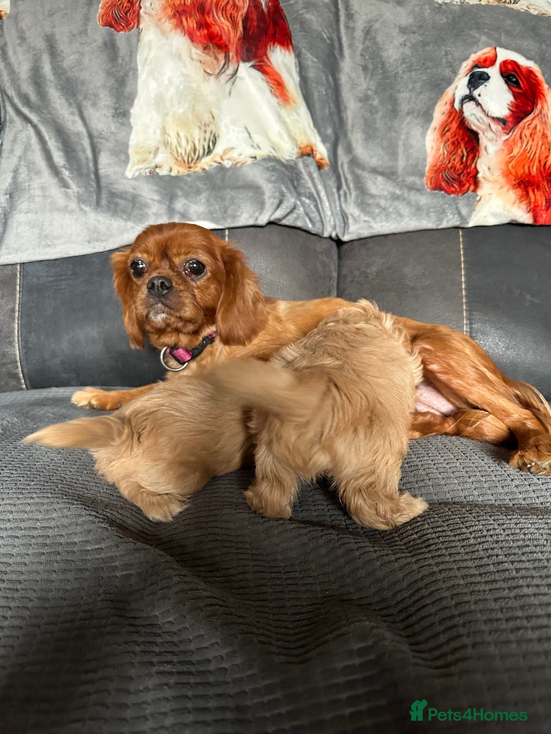 Cava Tzu dogs for sale: Shitalier  - Image 1