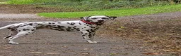 Dalmatian dogs for stud: Liver spot dalmatian for stud - Advert 2