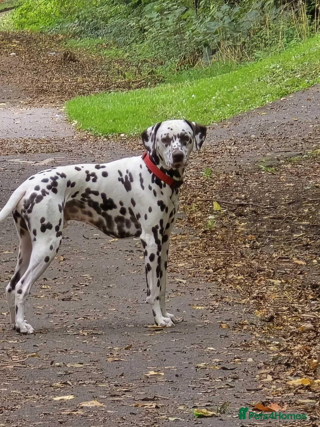 Dalmatian dogs for stud: Liver spot dalmatian for stud - Advert 2