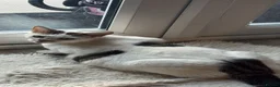 Mixed Breed cats for sale: 6 cute mixed kittens - Advert 2
