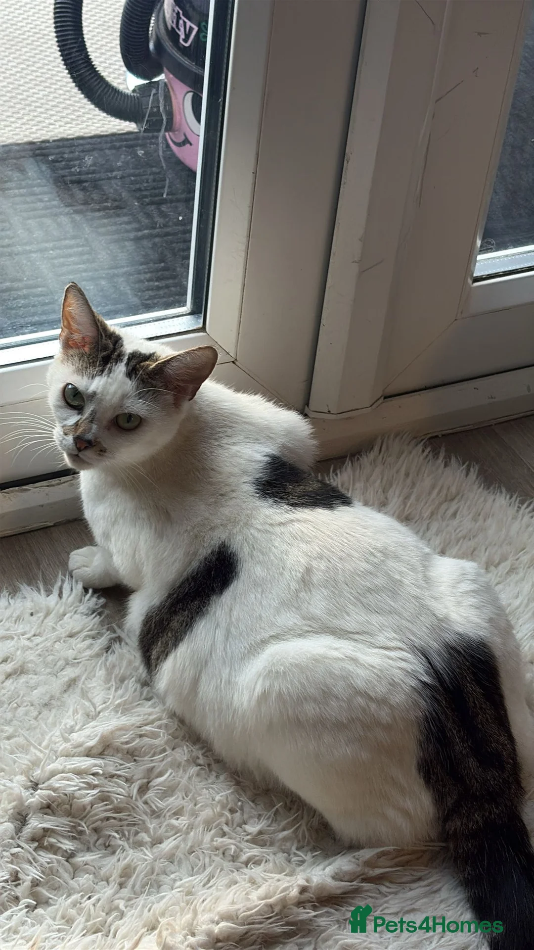Mixed Breed cats for sale: 6 cute mixed kittens - Advert 2