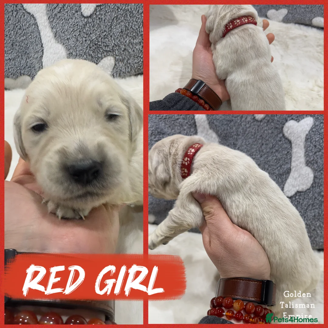 Golden Retriever dogs for sale: 35 GEN Champion Bloodline, Mum a Therapy Dog - Advert 11