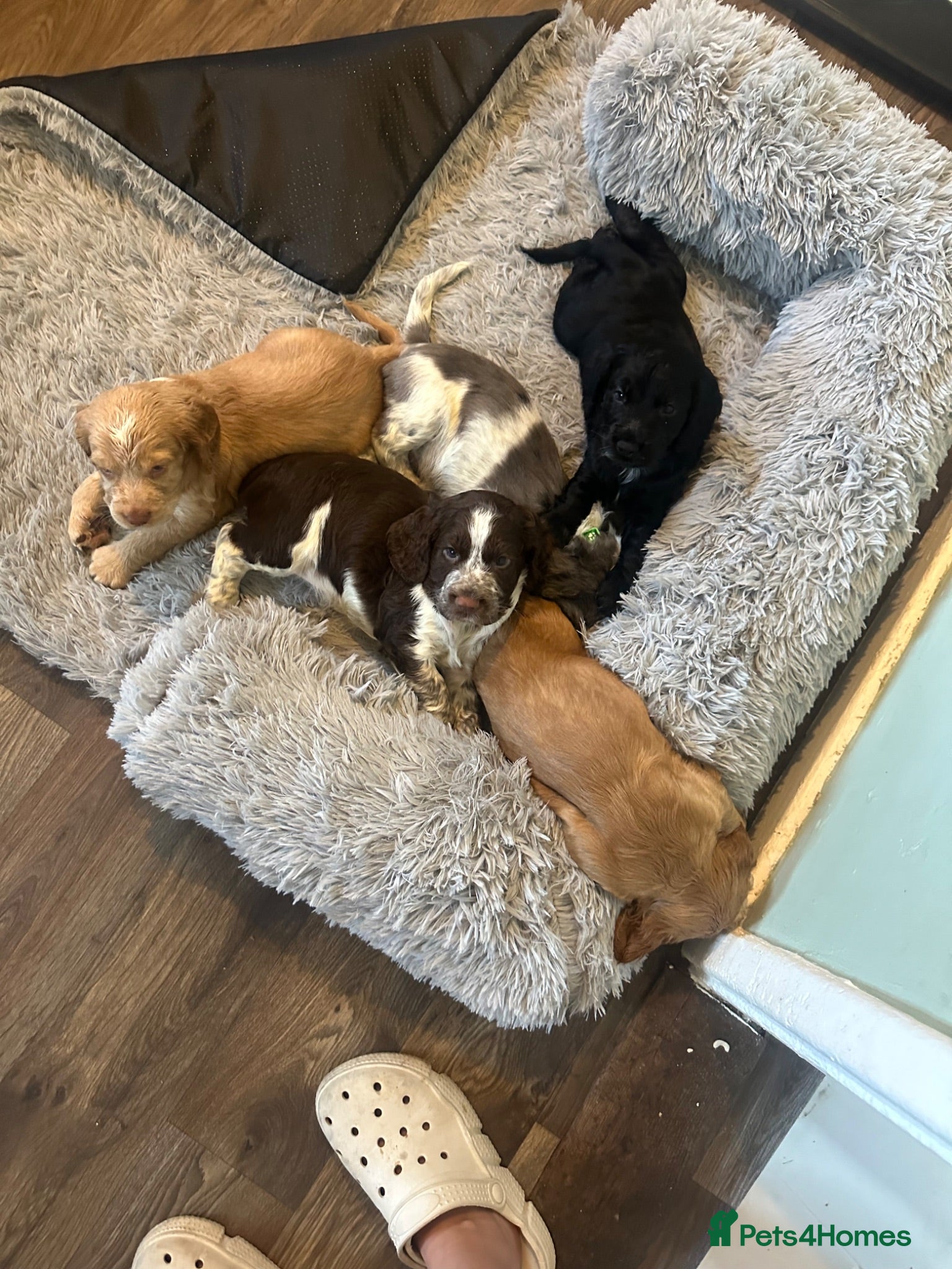 Cocker Spaniel dogs Litter of 5 - Advert 8