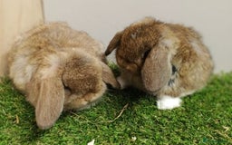 Mini Lop rabbits for sale: Vaccinated wellhandled Mini Lop-please read advert - Image 5