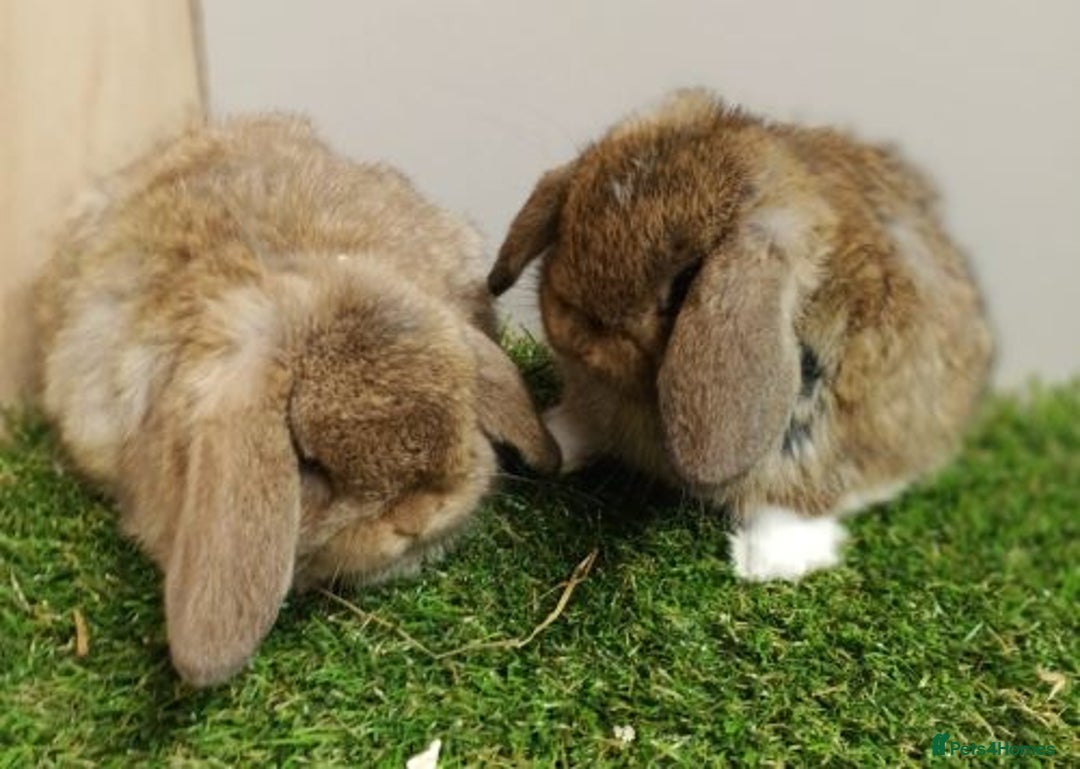 Mini Lop rabbits for sale: Vaccinated wellhandled Mini Lop-please read advert - Image 5