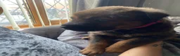 Mixed Breed dogs for sale: 🐾 Rottweiler x Belgian Malinois Puppies  - Advert 12
