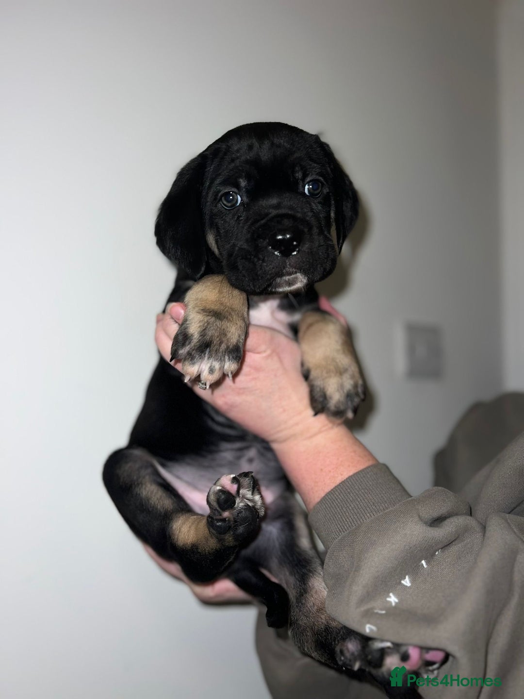 Cane Corso dogs for sale: Cane Corso puppies family reared no expense spared - Advert 17