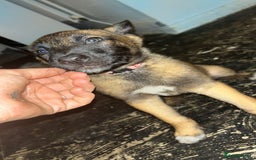 Belgian Shepherd Dog dogs for sale: Mali-Dutchies in Bishop Auckland - Image 12