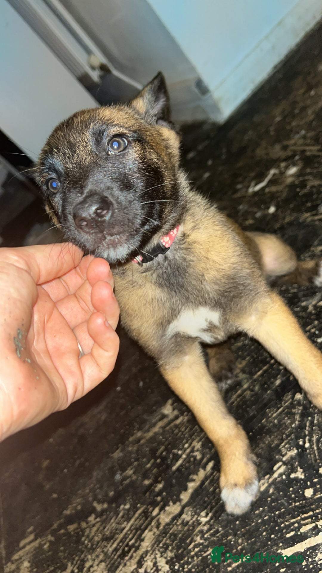 Belgian Shepherd Dog dogs for sale: Mali-Dutchies in Bishop Auckland - Image 12