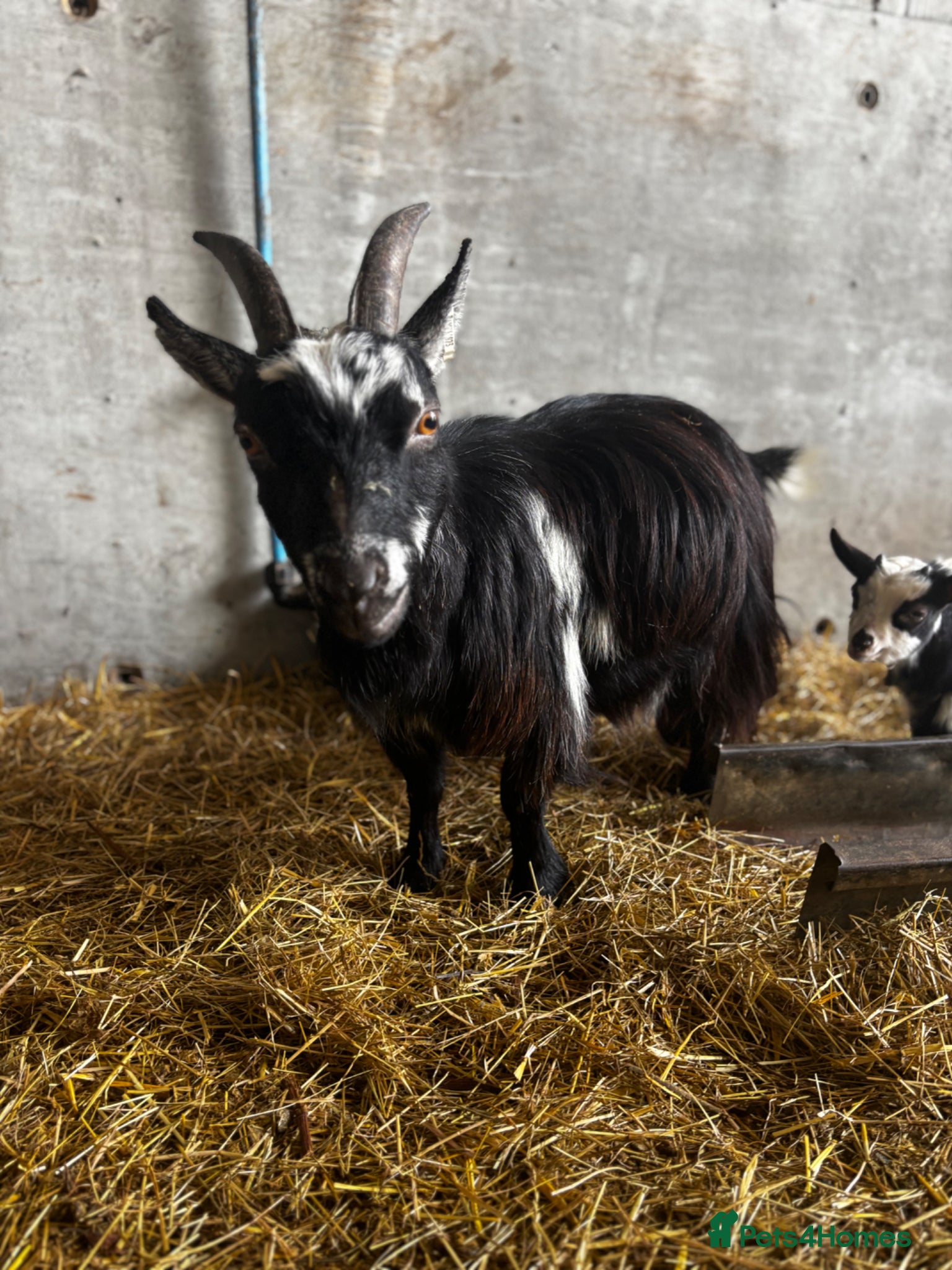 Goats livestock Nanny Pygmy goat and her son at foot  - Advert 2