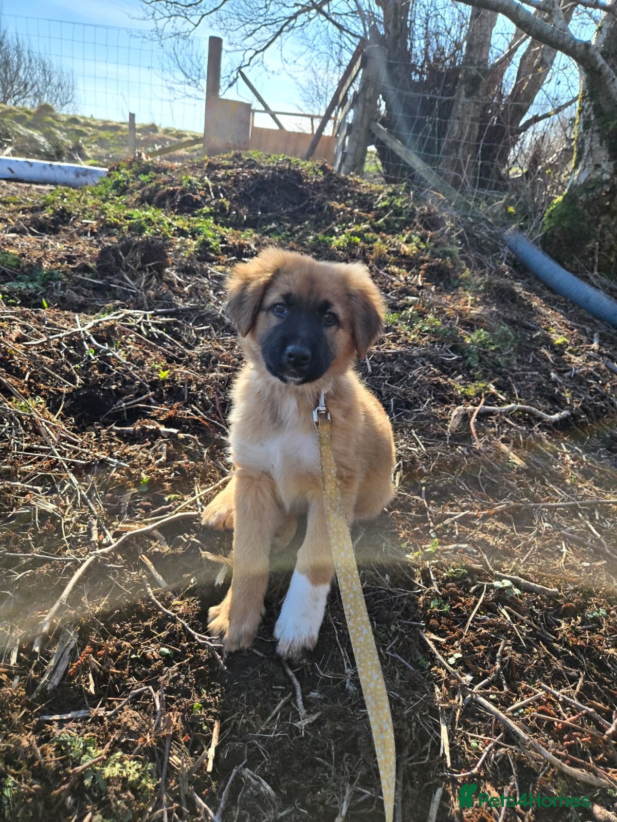 Mixed Breed dogs Highland Shepherd Puppies!!! - Advert 9