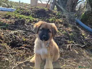 Mixed Breed dogs Highland Shepherd Puppies!!! - Advert 9