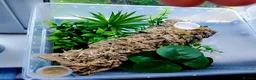 Spiders invertebrates for sale: Trantula collection crested geckos  - Advert 6