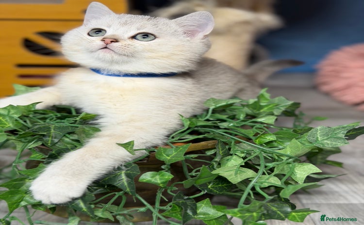 British Shorthair cats British shorthair kittens  silver/ golden TICA - Advert 3