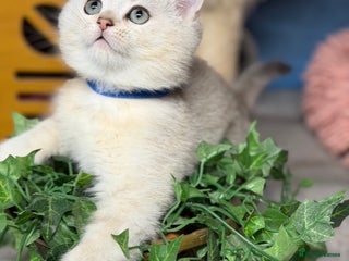 British Shorthair cats British shorthair kittens silver/ golden TICA - Advert 8