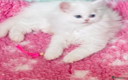 Persian cats for sale: Pure White Persian Girls BLUE EYES & full hearing - Image 34