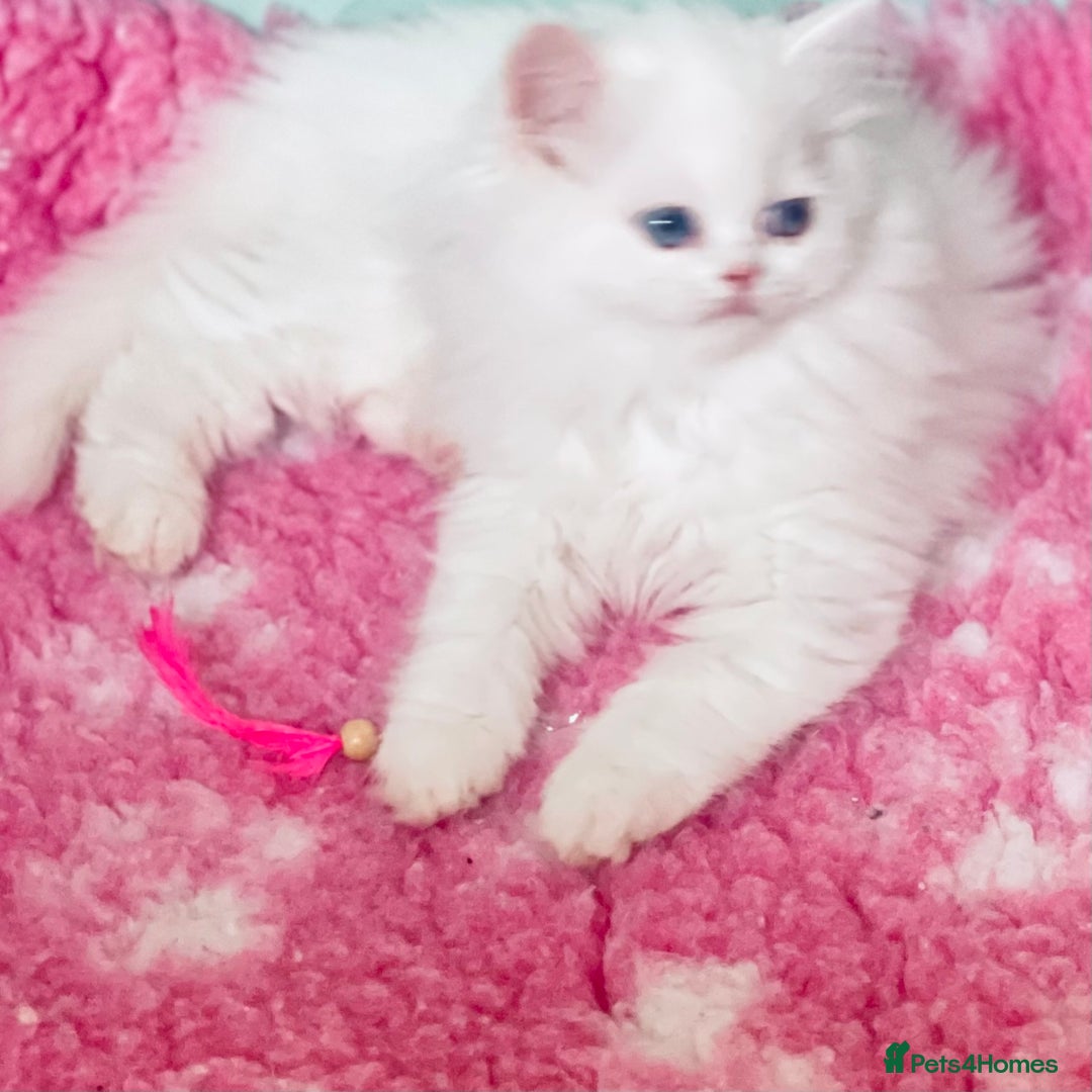 Persian cats for sale: Pure White Persian Girls BLUE EYES & full hearing - Image 34