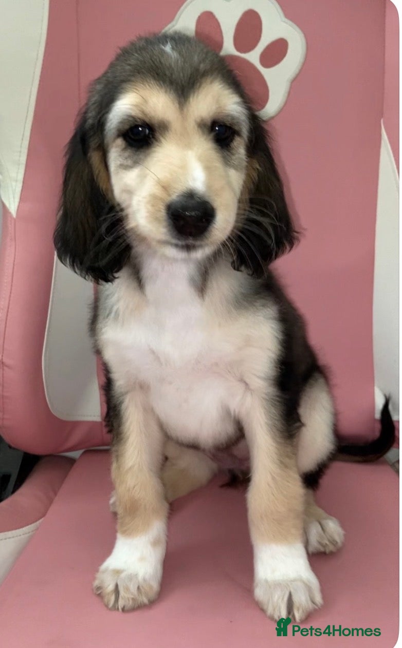 Afghan Hound Puppy 
