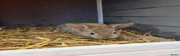 Mixed Breed rabbits for sale: 3 Mixed Bunnies For sale in Hull - Advert 2