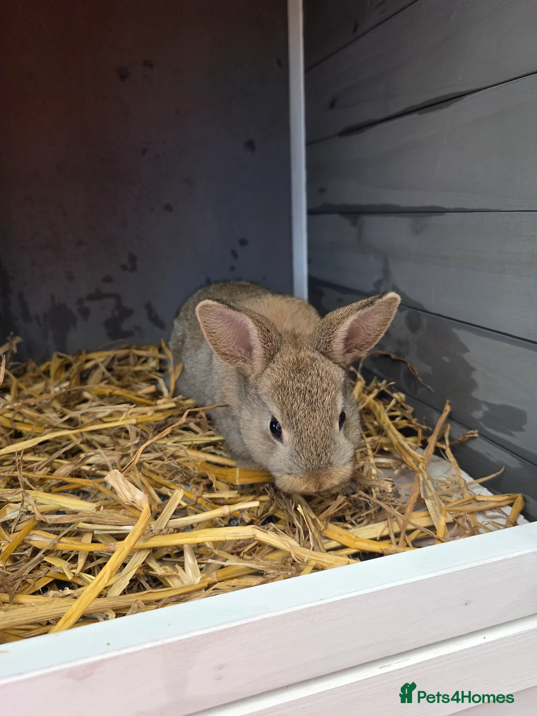 Mixed Breed rabbits for sale: 3 Mixed Bunnies For sale in Hull - Advert 2