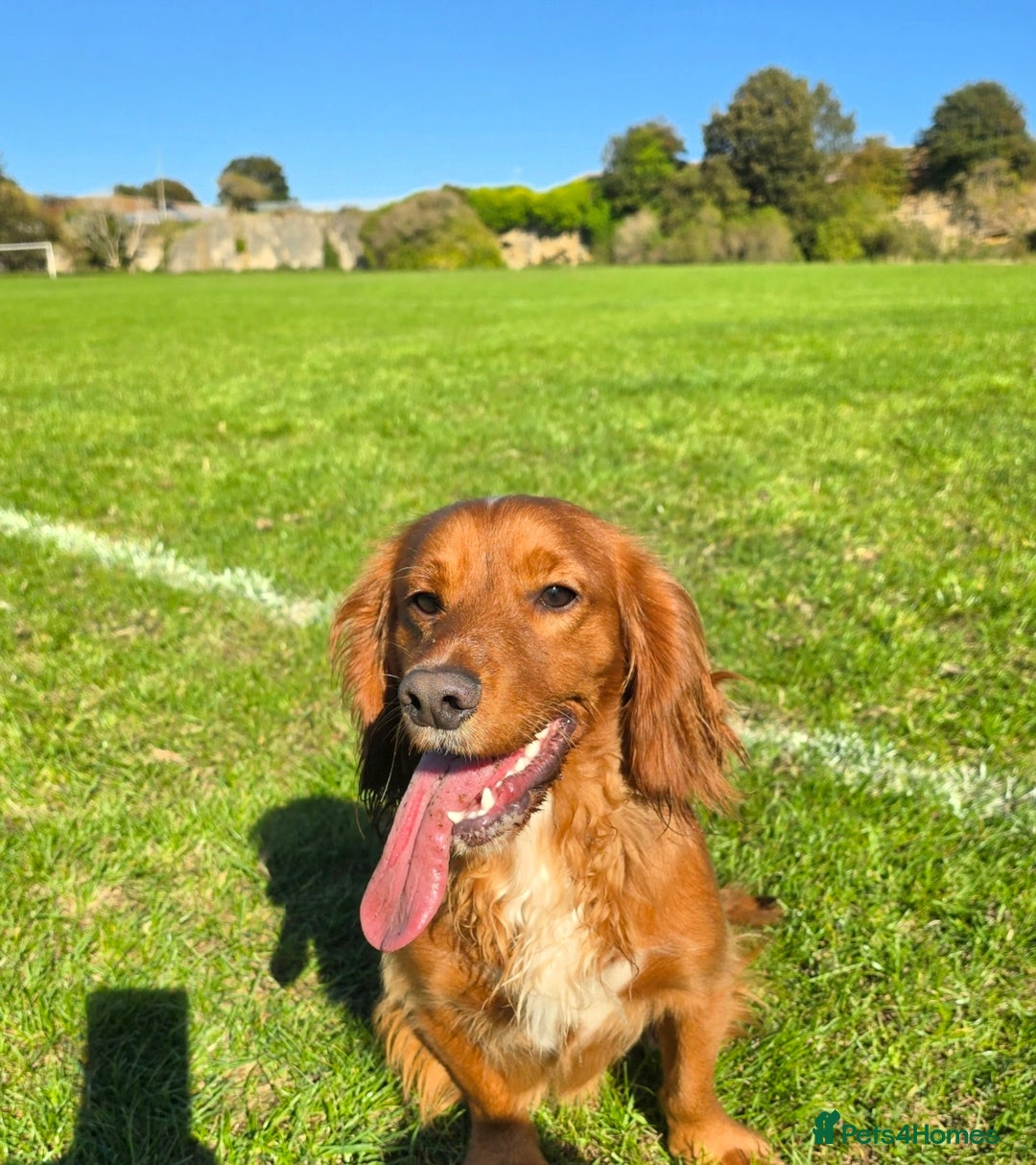 Cocker Spaniel dogs for sale: Fox red kc registered cocker spaniels - Advert 1