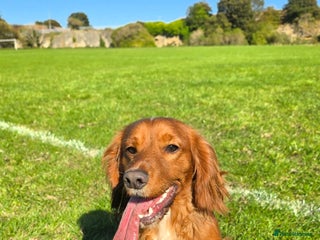 Cocker Spaniel dogs Fox red kc registered cocker spaniels - Advert 1