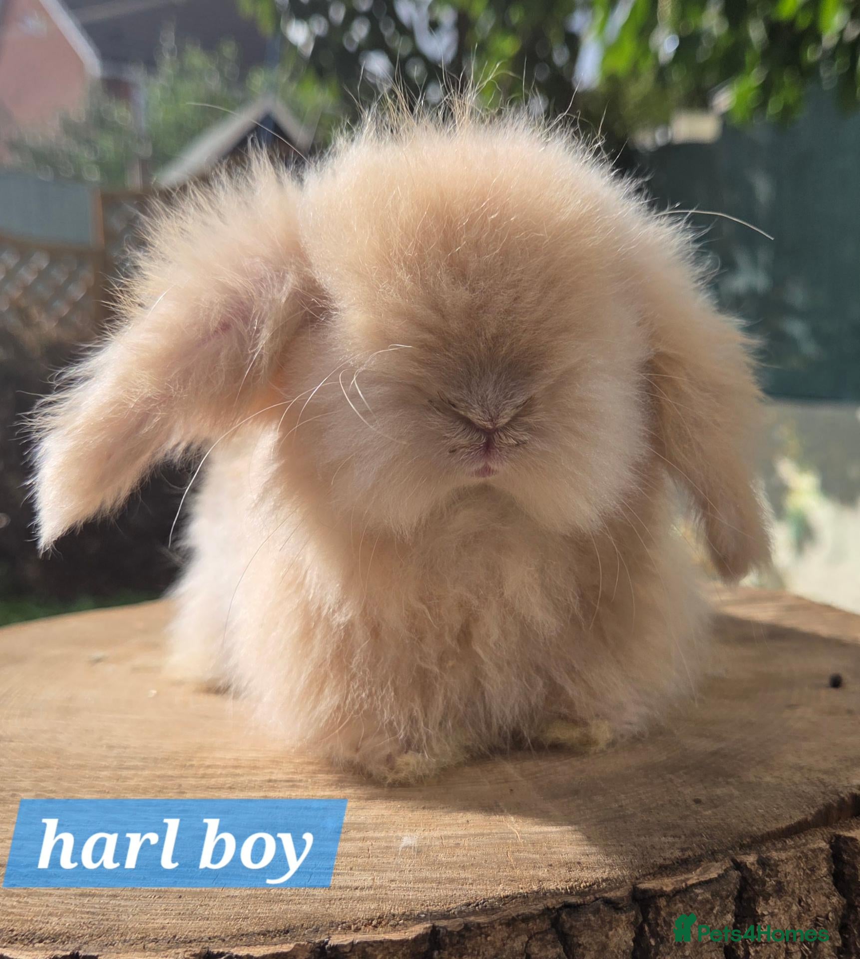 Angora rabbits  Super fluffy baby teddywidders  - Advert 2