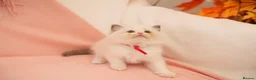 Ragdoll cats for sale: Elite TICA Kittens – Champion Bloodlines - Advert 3