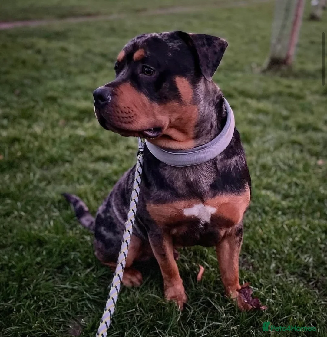 Mixed Breed dogs for sale: 2 year old Rottweiler x dachshund  in Leicester - Advert 2