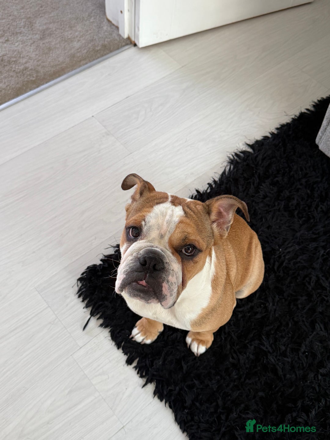 English Bulldog dogs for sale: English Bulldog - Image 4