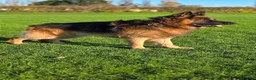 German Shepherd dogs for stud:     Exceptional Long Coat German Shepherd Stud 🐾 - Advert 5