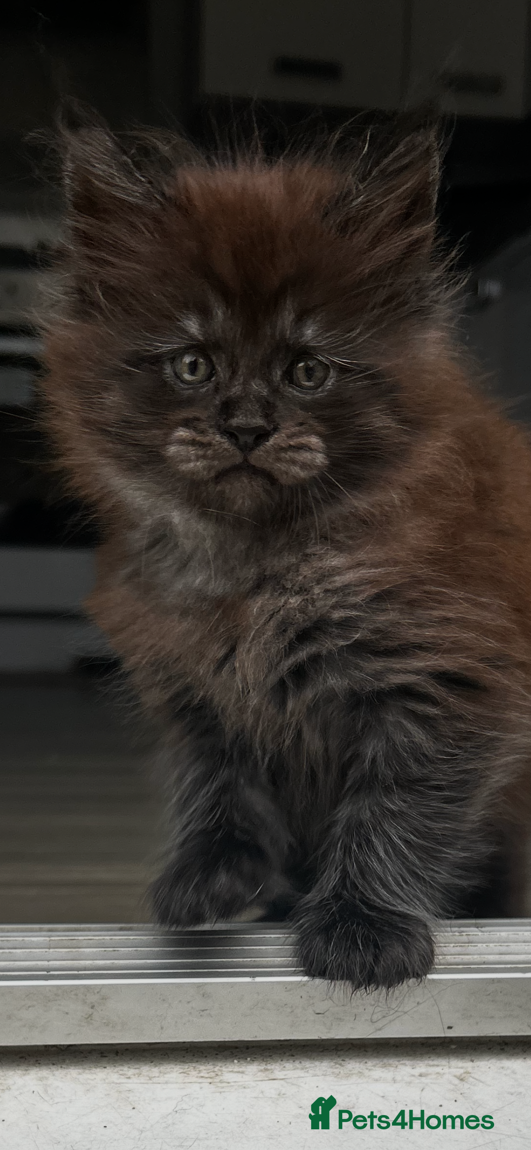 Maine Coon cats for sale: 2 xl tica active mainecoon kittens  - Image 7