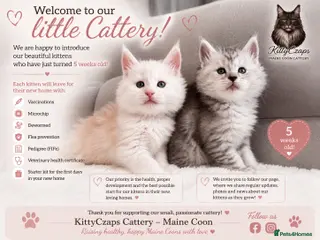 Maine Coon cats 🌟🌟Amazing Kittens Maine Coon 🌟🌟 - Advert 16